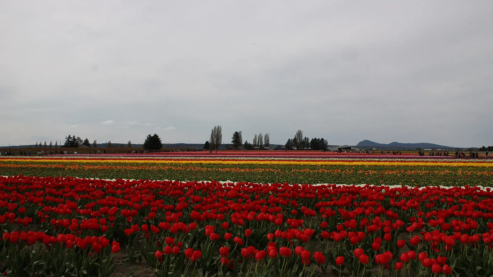 Skagit Valley tulips